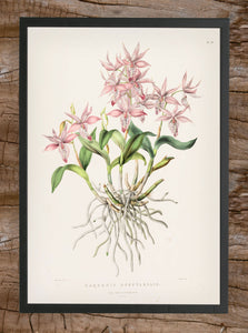 Print Barkeria spectabilis