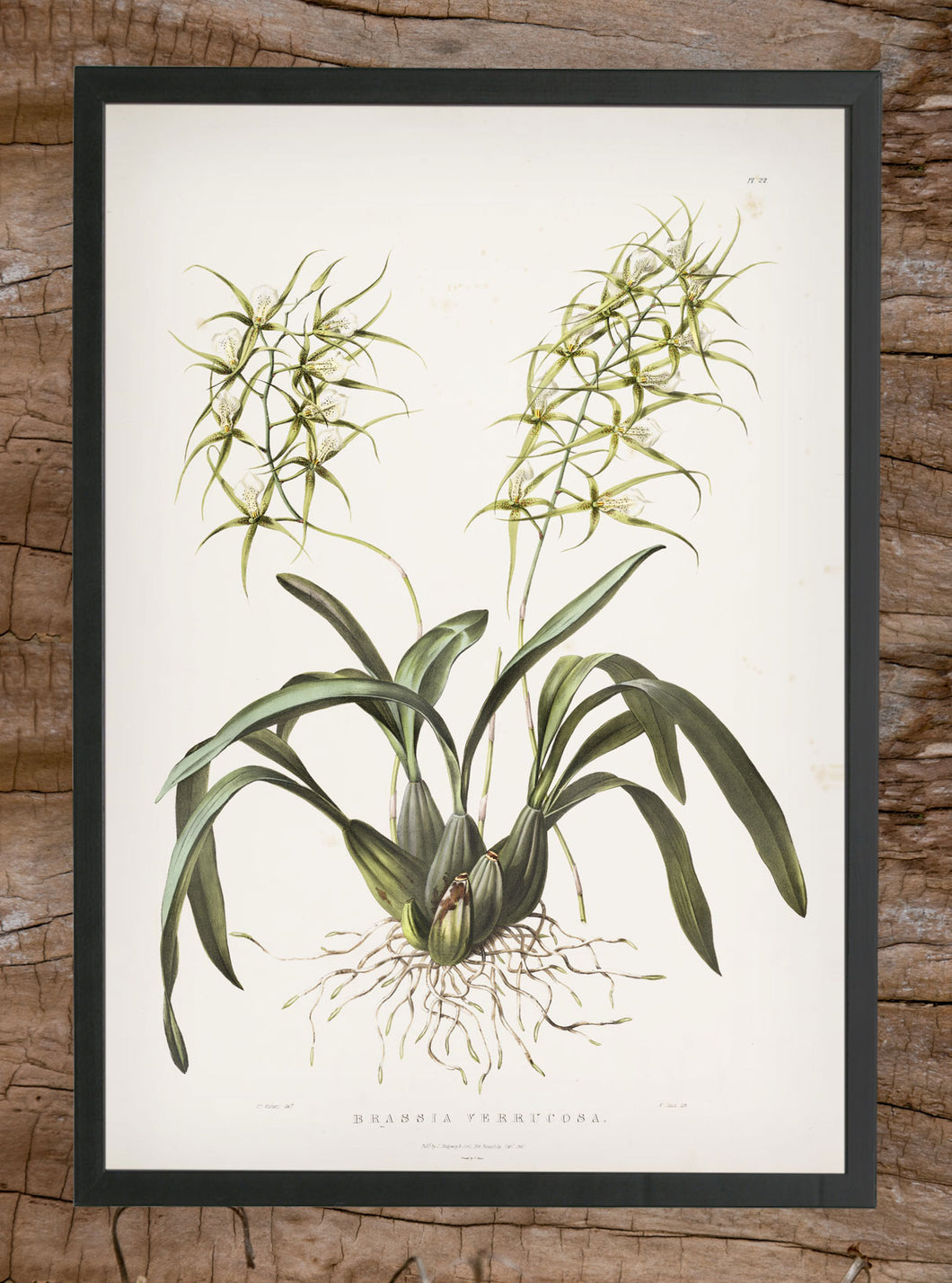 Print Brassia Verrucosa