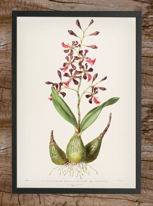 Print Epidendrum macrochilum