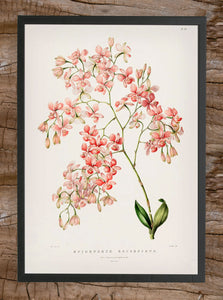Print Epidendrum eribescence