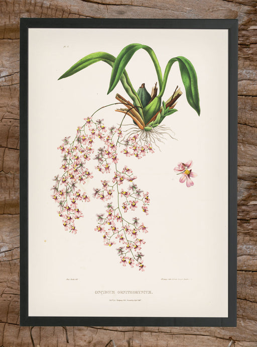 Print Oncidium ornithoryncum