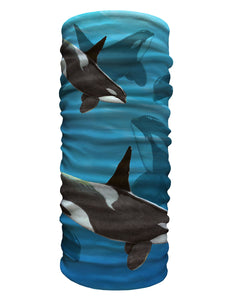 Kunka "buff" Orcas